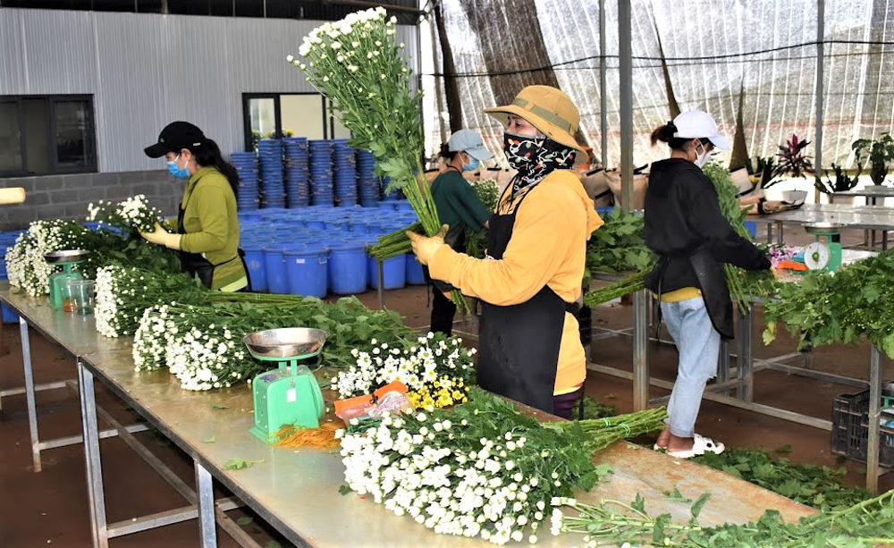 Lâm Đồng phấn đấu đến năm 2030, tỷ lệ lao động đào tạo nghề nông thôn tăng lên từ 10% đến 20%