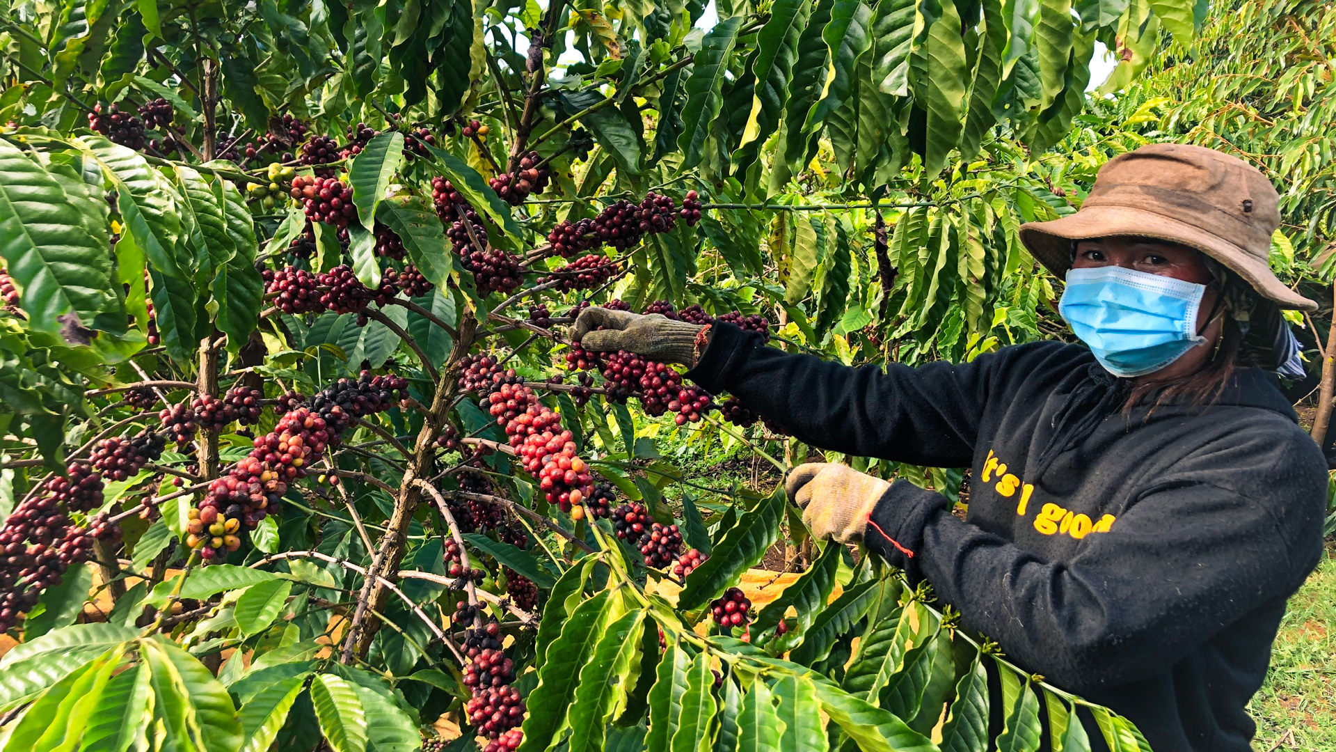 Những bước chân mở lối của nông dân xứ cà phê