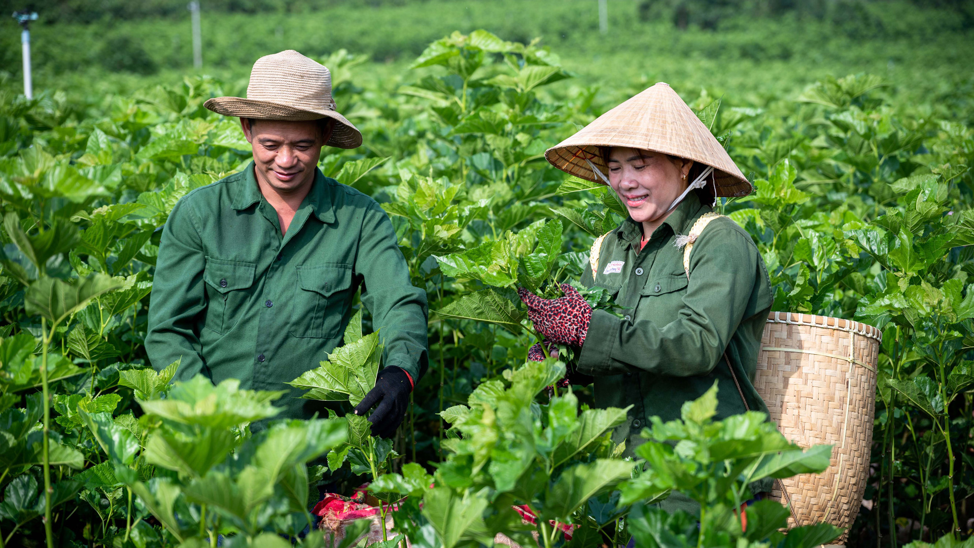 Hái lá dâu cho tằm