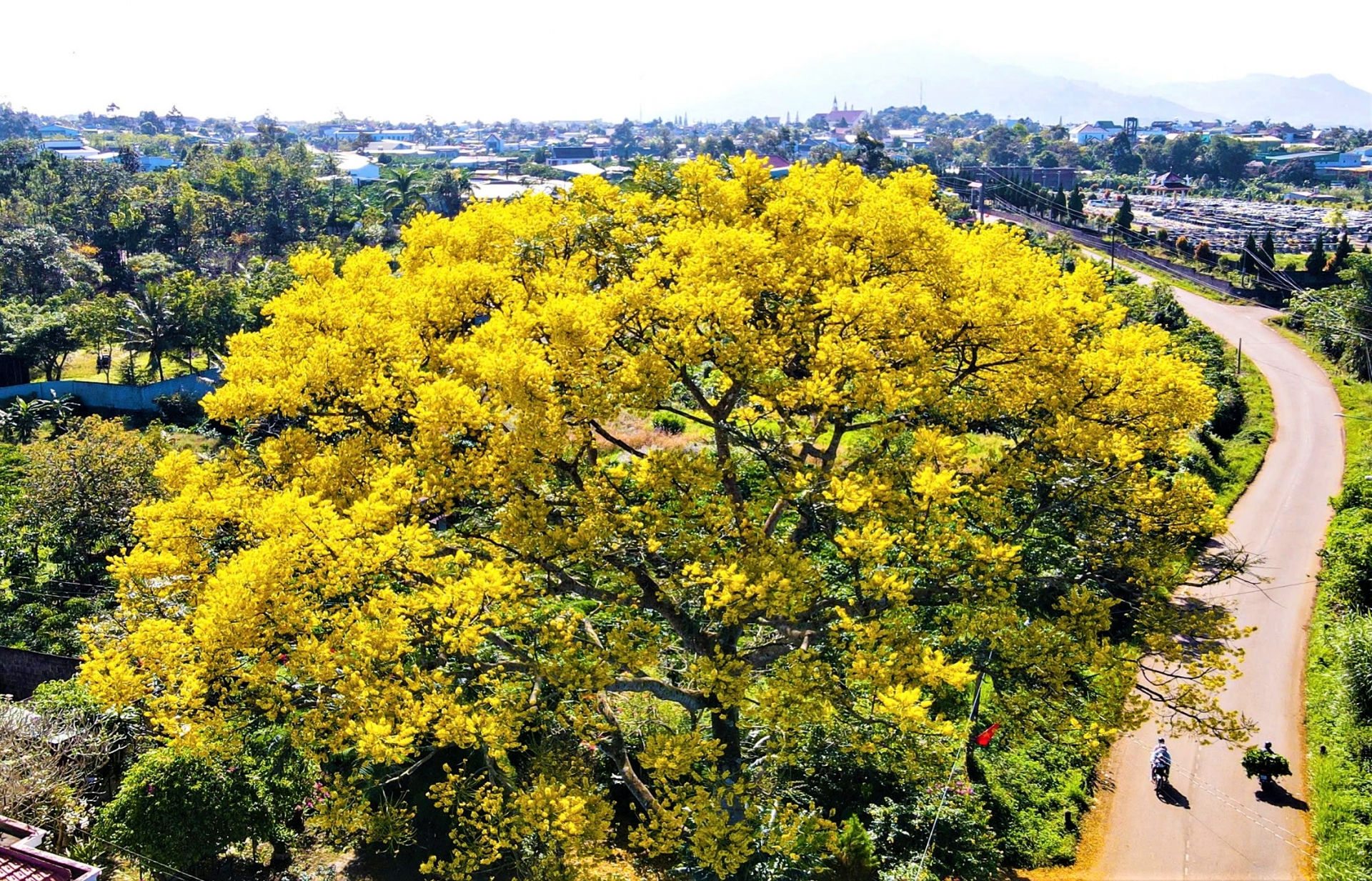 Một cây phượng vàng trên đường Phùng Hưng giao nhau với đường Phan Đình Phùng (phường Lộc Tiến) đang nở rộ đẹp đến nao lòng