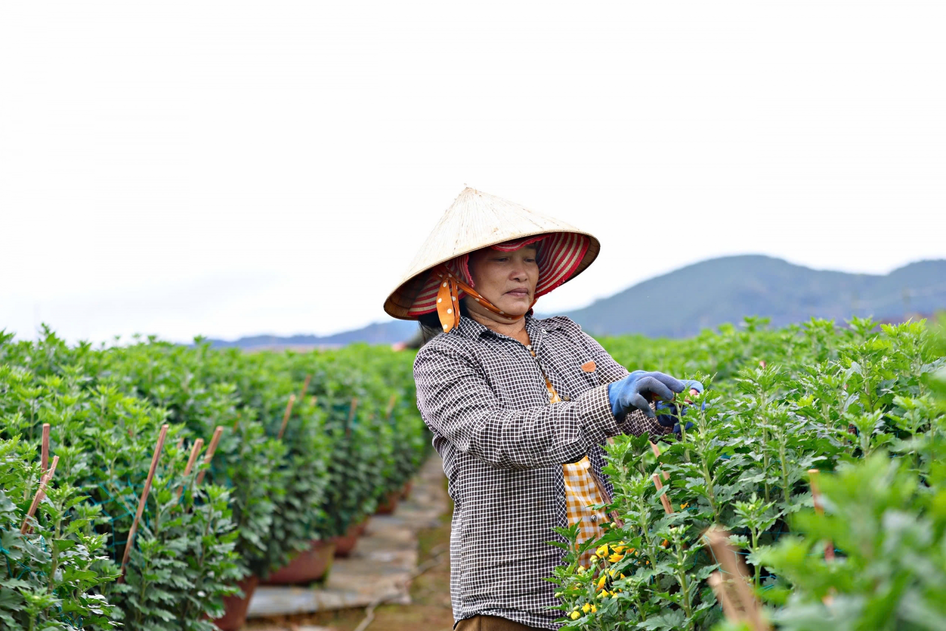 Làng hoa cúc Thôn Krăng Gọ 2, xã Quảng Lập huyện Đơn Dương hiện có khoảng 20 hộ chuyên trồng hoa cúc chậu vụ Tết