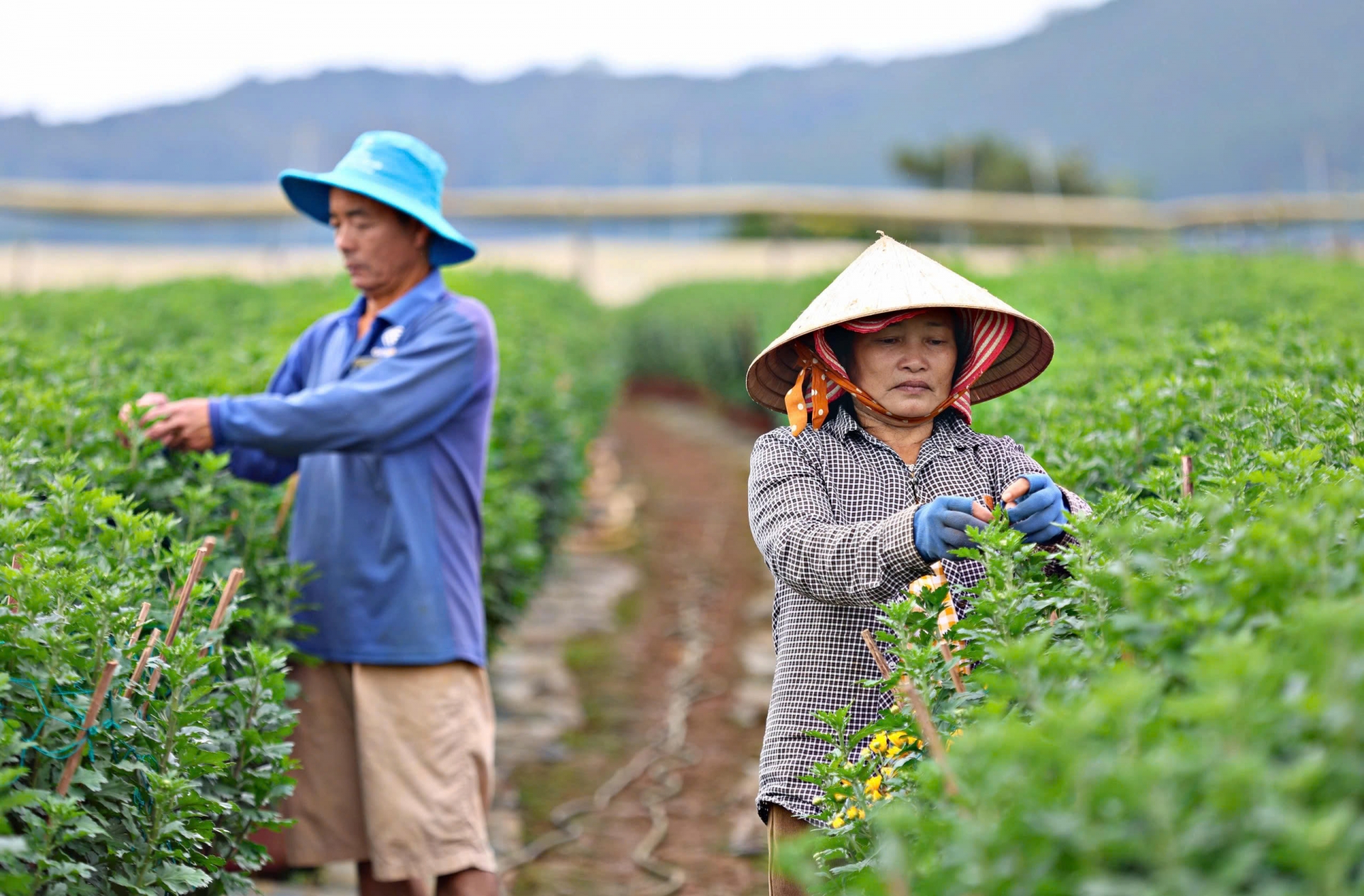 Người dân thôn Krăng Gọ 2 tất bật với các chăm sóc cho từng cây hoa để sẵn sàng cung ứng cho thị trường