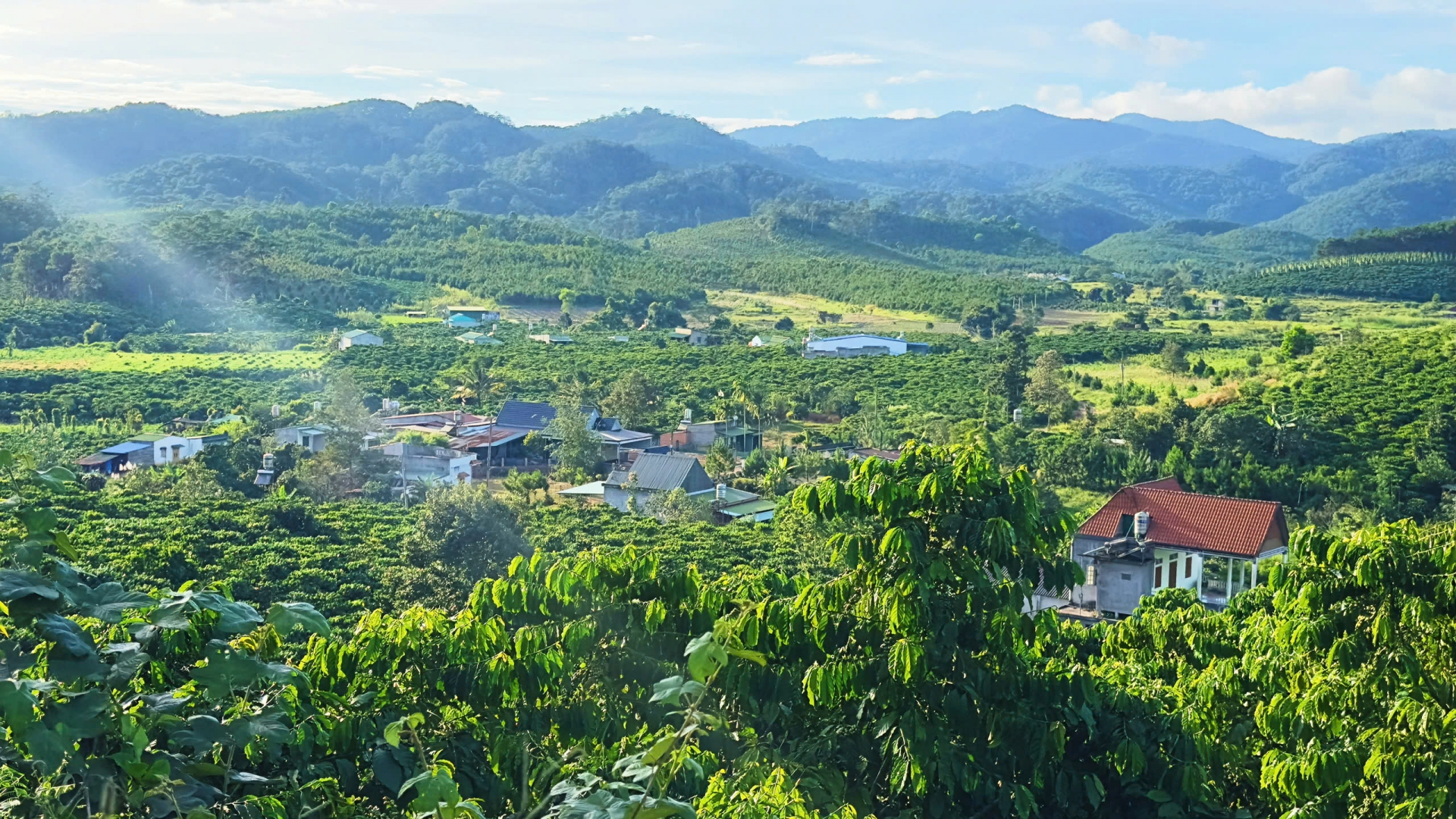 Lộc Phú hôm nay là vùng đất trù phú, tốt tươi với cây trồng chủ lực là cà phê