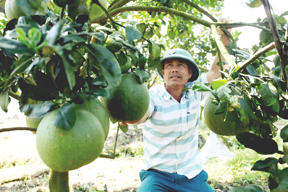 Nông dân vui mừng khi trúng vụ bưởi da xanh