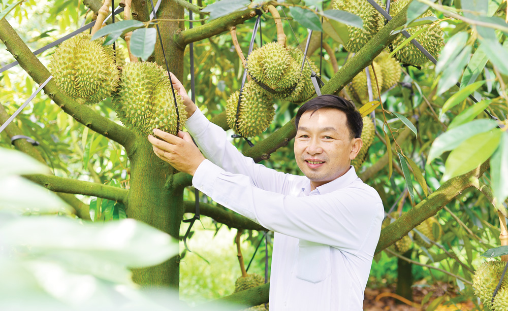 Từ khi người Pháp trồng thử nghiệm,  cho đến nay, sầu riêng đã khẳng định là vua của các loại  trái cây