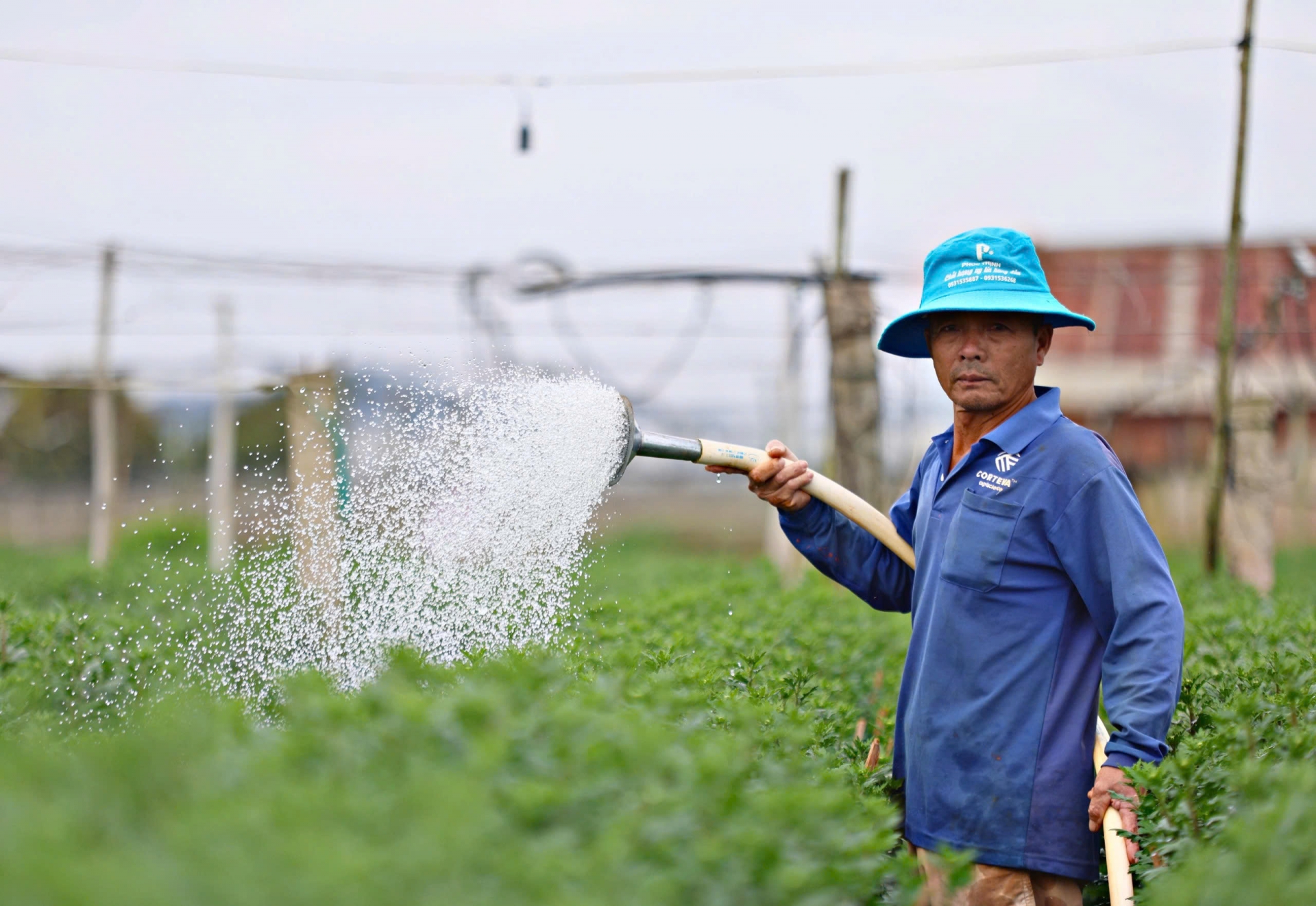 Sáng sớm, người dân tranh thủ ra vườn tưới nước cho hoa