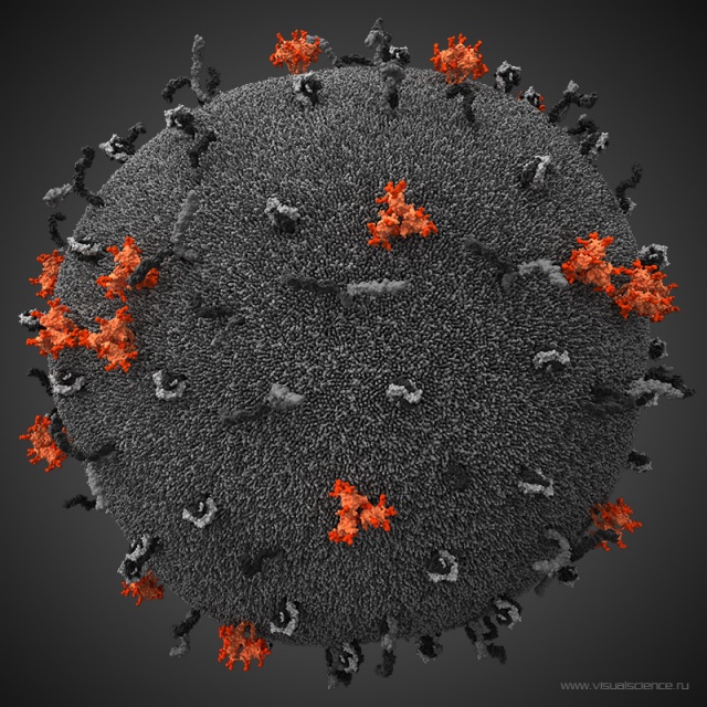 Mô hình 3D HIV