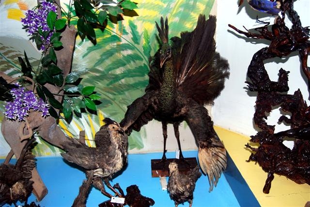 Gó trưng bày các loài chim Tây nguyên