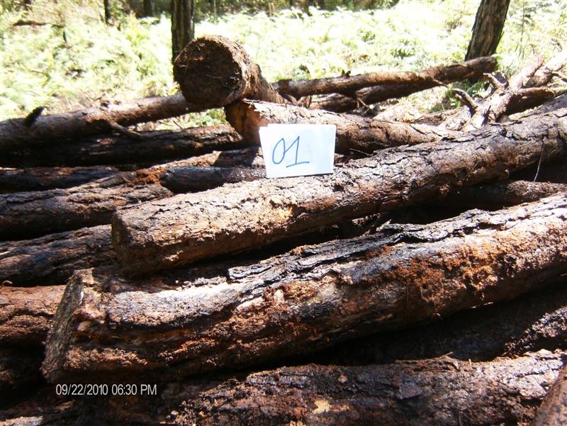 Số gỗ thu được từ vụ phá rừng. Ảnh do Hạt kiểm lâm T.P Đà Lạt cung cấp.