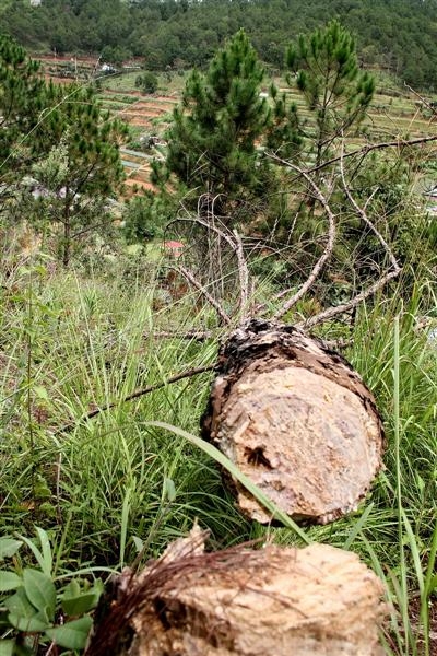 Một cây thông vừa bị triệt hạ