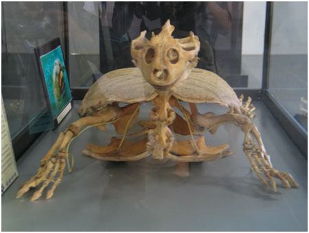  Bộ xương của Rùa Hồ Gươm.
