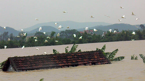 Hầu hết nhà ở xã Sơn Trạch, huyện Bố Trạch, Quảng Bình ngập đến mái.