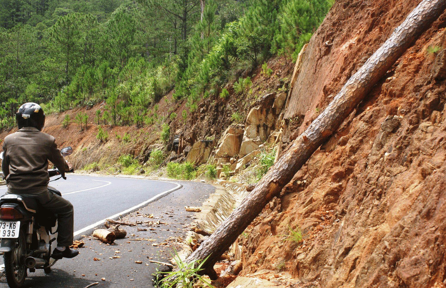 Hàng chục cây thông trên đường 723 có nguy cơ ngã đổ