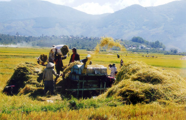 Đồng bào vùng sâu, vùng xa đang thu hoạch lúa.