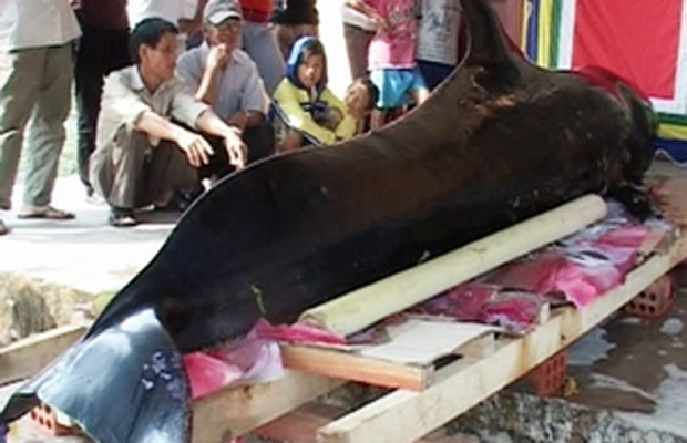 Cá voi trôi dạt vào bờ biển Khe Hai.