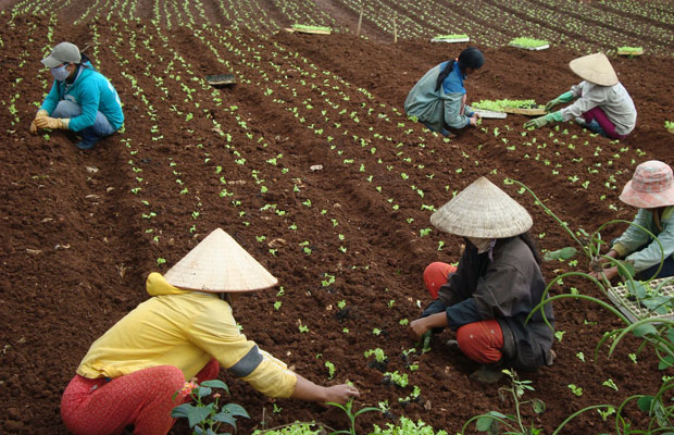 Nhiều hộ nông dân ở Hiệp Thạnh đang cần nguồn vốn lớn để sản xuất nông nghiệp công nghệ cao.