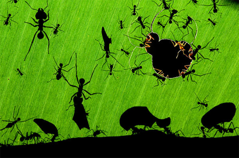 Bức ảnh kiến cắt lá đang làm việc trong rừng nhiệt đới tại Costa Rica của nhiếp ảnh gia Bence Mate, quốc tịch Hungary, đoạt giải thưởng cao nhất. Tác giả đã nằm dưới đất để chụp bức ảnh này. Ảnh: Bence Mate.