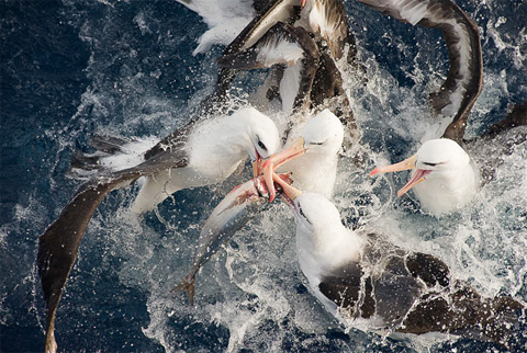 Những con chim hải âu xâu xé một con cá ở phía nam Thái Bình Dương. Tác phẩm đoạt giải nhất thể loại "Loài có nguy cơ tuyệt chủng". Ảnh: Tomasz Racznyski (Ba Lan).