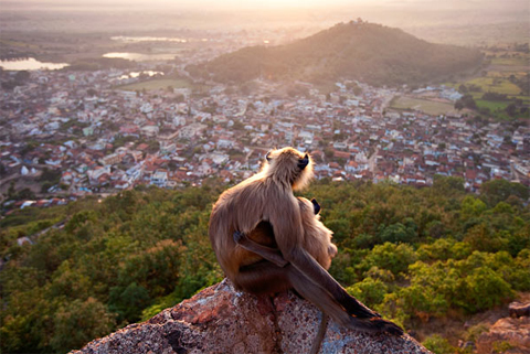 Hai mẹ con khỉ langur ngồi trên núi để quan sát cảnh bình minh tại thành phố Ramtek, bang Maharashtra, Ấn Độ. Chúng chọn mỏm đá cao nhất để có thể quan sát mọi thứ một cách dễ dàng. Ảnh: Olivier Puccia (Pháp).