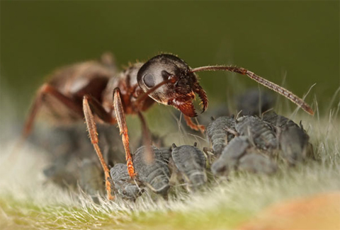 Con kiến chăn đàn rệp để hút mật ngọt mà rệp tiết ra. Ảnh: Matt Cole (Anh).