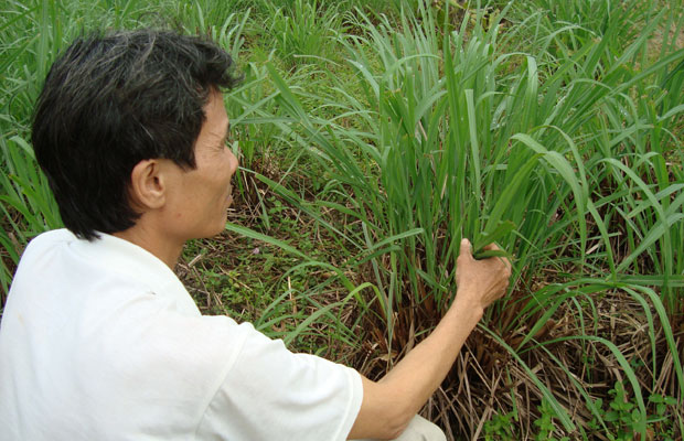 Nỗi niềm cây sả hương chanh