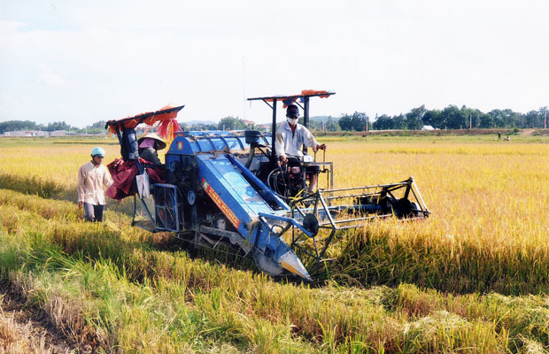 Thu hoạch lúa bằng máy gặt liên hợp ở Cát Tiên.