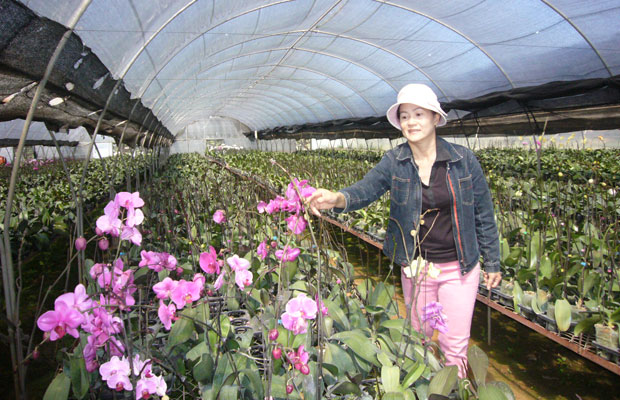 Mô hình sản xuất hoa lan ở Phú Hội - Đức Trọng cho thu nhập 500 triệu đồng/ha/năm.