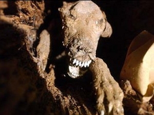 Peru phát hiện 6 xác ướp của chó có từ thế kỷ 15