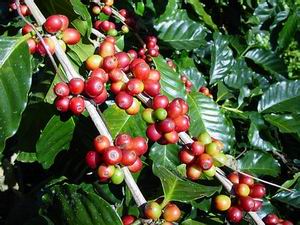 Đắk Lắk xử lý nghiêm trường hợp mua bán cà phê xanh