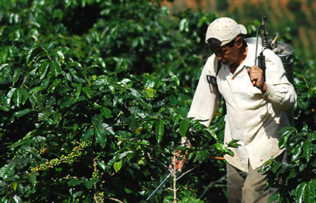 Vườn "cà phê bền vững" ở Lâm Hà.