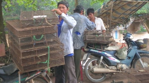 Ngày nào anh Lê Văn Kiên cũng chở chuột giao cho xóm Chuột. Một ngày chở chuột đi giao anh kiếm lời 100.000 đồng. Công việc ổn định nên anh bỏ luôn nghề xe ôm.