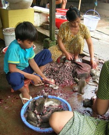 Phụ nữ và trẻ em có thu nhập ổn định từ nghề làm thịt chuột. Họ nói vui: hôm nào còn tanh rình mùi chuột là có tiền, còn thơm tho dài dài là… đói.