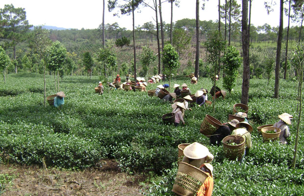 Lễ hội văn hóa trà lần III (25 – 27/12): Lễ hội của người làm trà