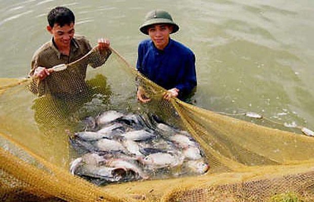 Cá rô phi được nuôi nhiều tại Việt Nam.