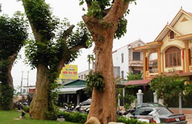 Cây rừng bị đốn đưa về thành phố làm cây cảnh ở Đồng Hới.