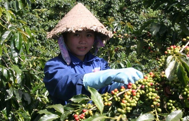 Đà Lạt: xuất hiện nạn giả cà phê Arabica để bán giá cao