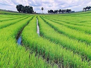 Diện tích đất trồng cây hàng năm có ít nhất một vụ lúa trong năm được miễn thuế sử dụng đất nông nghiệp.