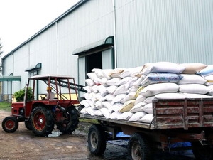 Indonesia sẽ nhập khẩu 200 tấn gạo từ Việt Nam