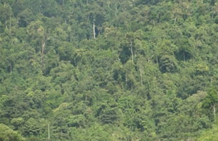 Giải pháp phục hồi rừng ở Vườn quốc gia Cát Bà