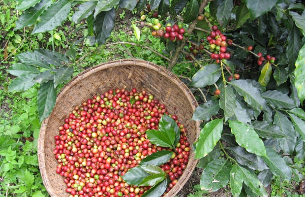 Cà phê Arabica đang được thu hoạch tại xã Xuân Thọ, TP Đà Lạt.
