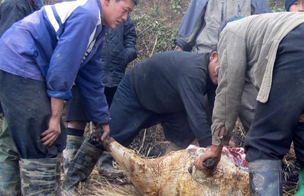 Người dân thôn Sa Pả, xã Sa Pả, huyện Sa Pa đang xẻ thịt con nghé vừa chết trưa nay. 