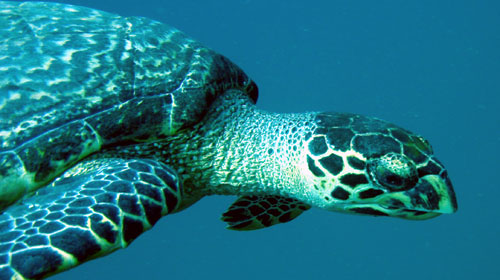 Một con rùa biển ngoài khơi biển Nha Trang - Ảnh: Trí Hưng