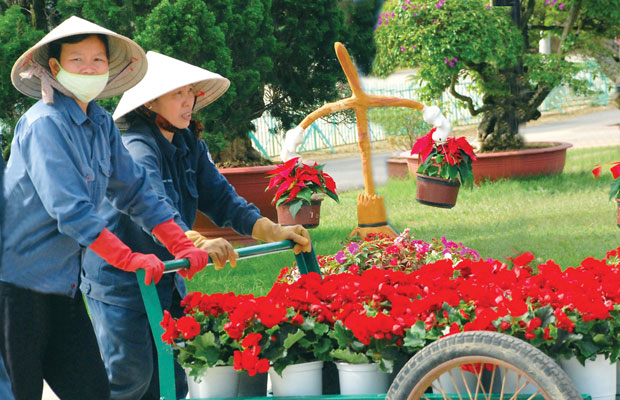 Công nhân Công viên Hoa Đà Lạt chuẩn bị hoa phục vụ Tết Nguyên đán.