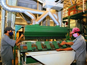 Chế biến càphê nhân xuất khẩu tại Công ty càphê An Giang, thành phố Buôn Ma Thuột, tỉnh Đắk Lắk. (Ảnh: Hồng Kỳ/TTXVN)