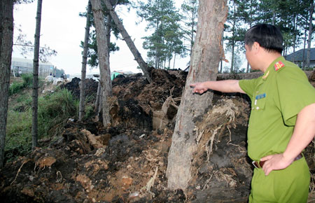 Bắt quả tang doanh nghiệp đổ đất bùn vào rừng thông