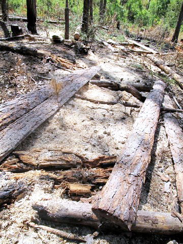 Những dấu hiệu hủy hoại rừng