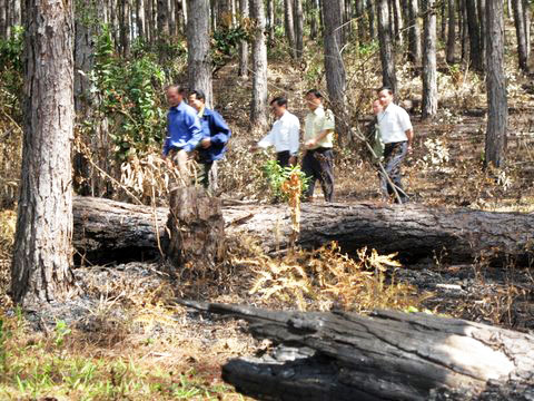 Đoàn kiểm  tra đi qua những thân cây bị chặt hạ không thương tiếc.
