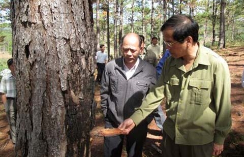Phó Bí thư Tỉnh ủy Nguyễn Xuân Tiến bên cây thông bị vạt gốc bỏ thuốc.