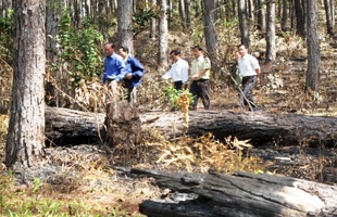 Điều tra, xử lý việc phá rừng dọc tuyến đường ĐT 723