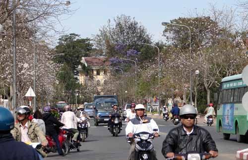 Hoa ban đang bung nở trên đường Trần Phú.